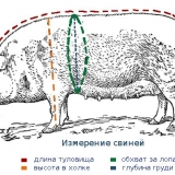 Kako rezati vijetnamsku svinju: kako ubosti svinju u vrat, zaklati vijetnamsku svinju